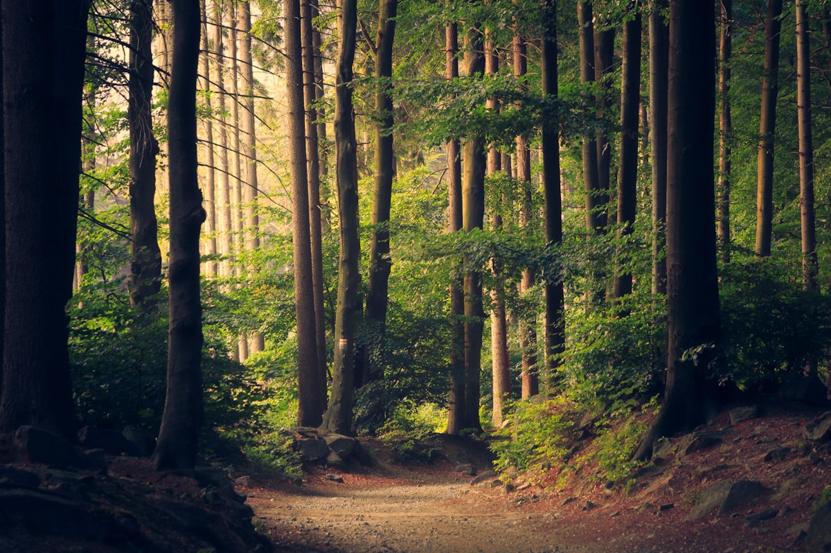 Tree-lined park path used by residents
